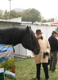 president-anton-caragea-at-romexpo-2016-seeing-horses