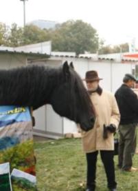 president-anton-caragea-at-romexpo-2016-seeing-horses